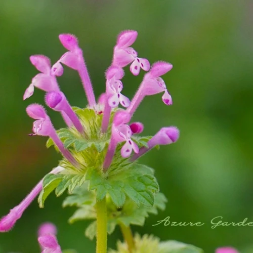 ホトケノザ（仏の座）- Henbit deadnettle