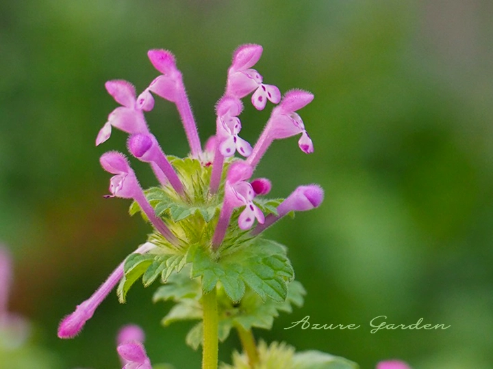 ホトケノザ(仏の座)- Henbit deadnettle