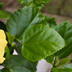 光沢のある楕円形