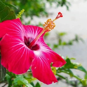 ハイビスカス｜南国を彩る大きな花と特徴