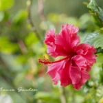 ハイビスカス - Hibiscus