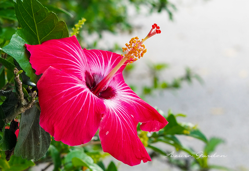 ハイビスカス｜南国を感じさせる大きな花と特徴 – Azure Garden
