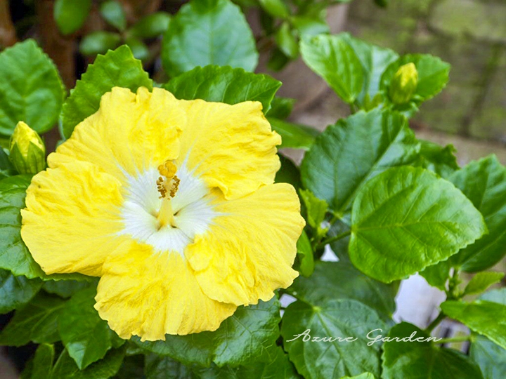 鮮やかな黄色の花を咲かせるハイビスカス