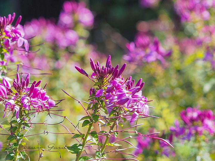 ピンク色のクレオメの花のクローズアップ ガーデンミュージアム比叡