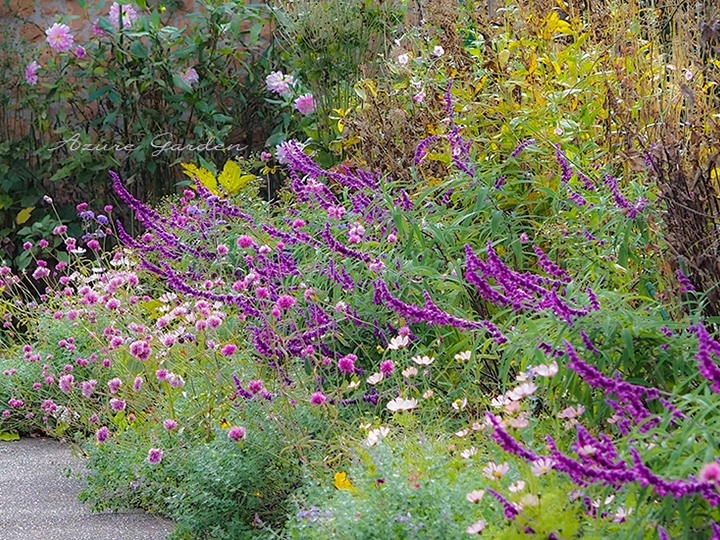 紫やピンクの草花が咲くアーチ脇の秋の植栽｜ガーデンミュージアム比叡・花の庭