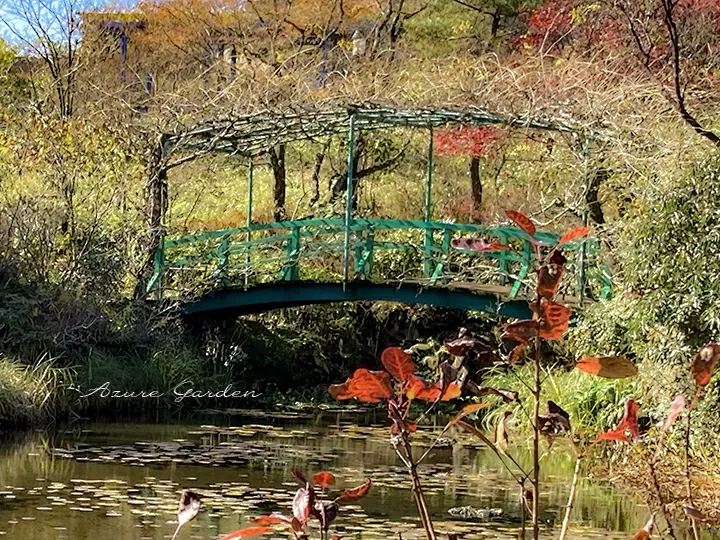 池に架かる藤を絡ませた緑色の太鼓橋｜ガーデンミュージアム比叡・睡蓮の庭