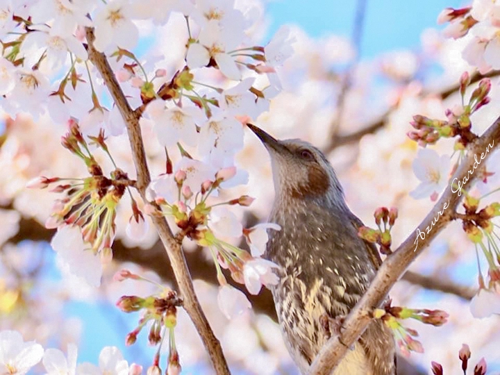 桜の花が咲く枝にとまるヒヨドリ