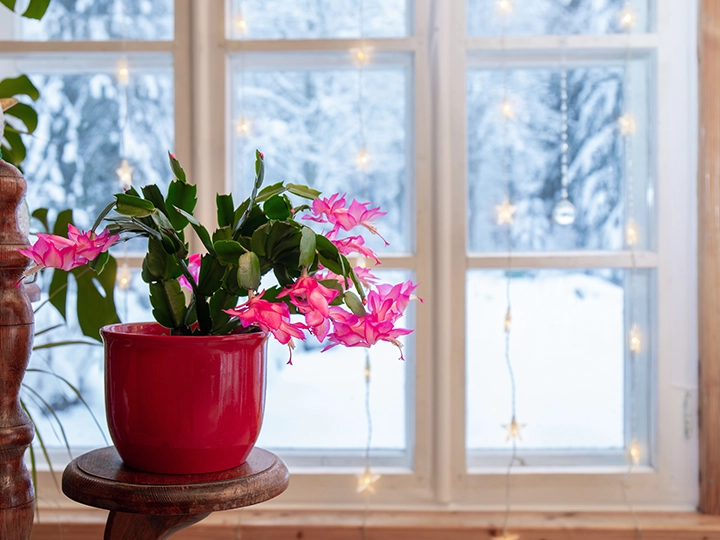 寒い冬に室内を彩るクリスマス・カクタス