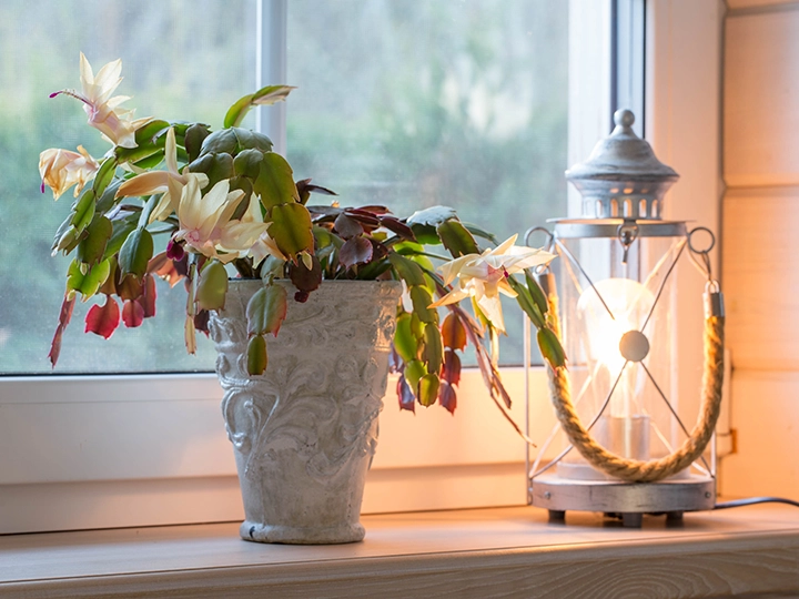 秋の終わりに室内を彩るサンクスギビング・カクタス