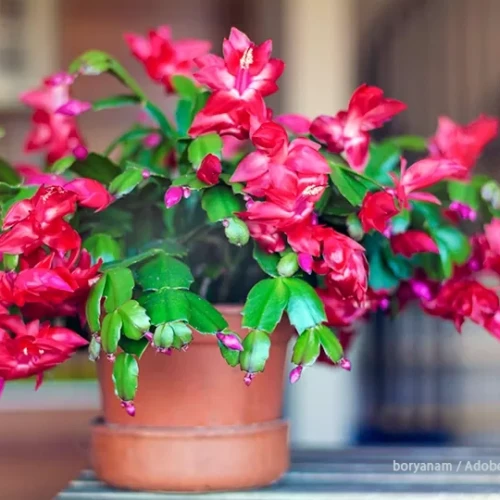 ホリデー・カクタス