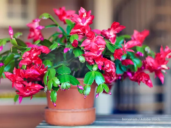 ホリデー・カクタス