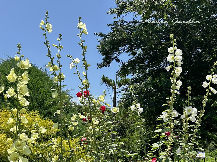 空に向かって咲き誇るタチアオイ