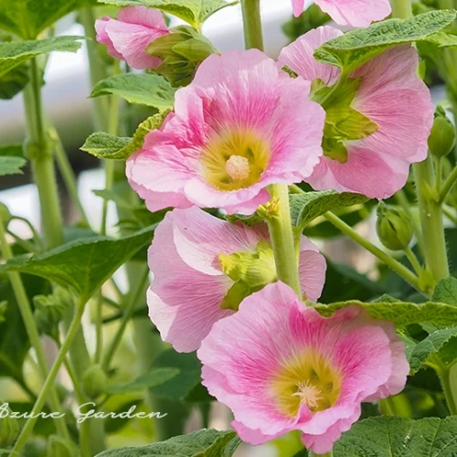 タチアオイ（立葵）- Hollyhock