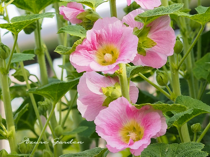 タチアオイ（立葵）- Hollyhock