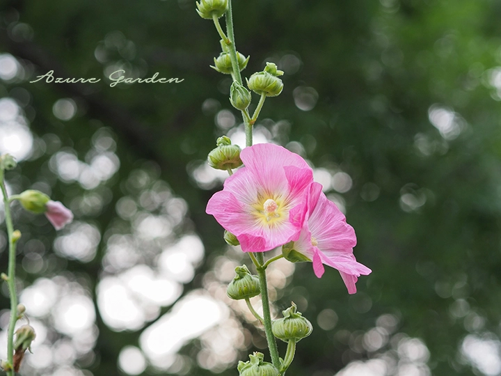 タチアオイの花