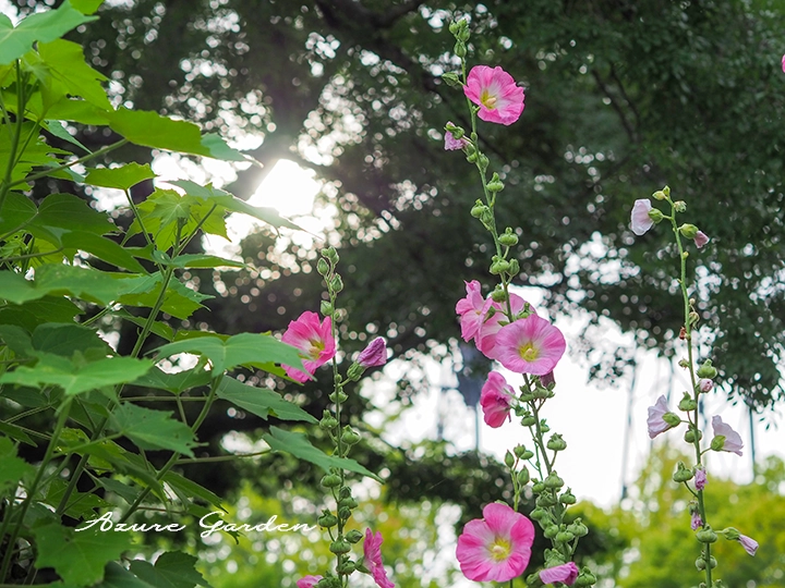 タチアオイの茎がまっすぐ立ち上がる様子