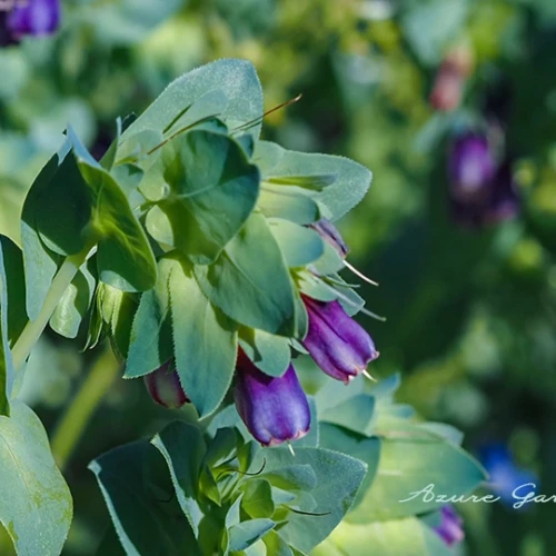 セリンセ・マヨール（キバナルリソウ）- Honeywort