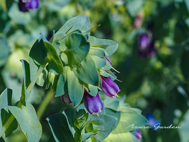 セリンセ・マヨール（キバナルリソウ）- Honeywort