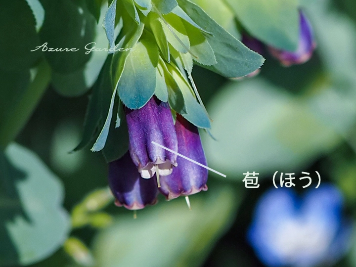 苞（ほう）が花のように見えるキバナルリソウ