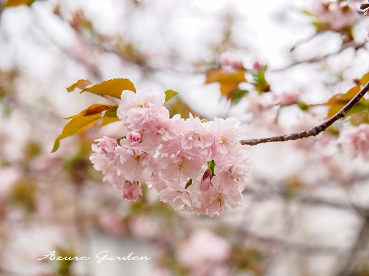 箒桜（ほうきざくら）- 'Houkizakura' sakura