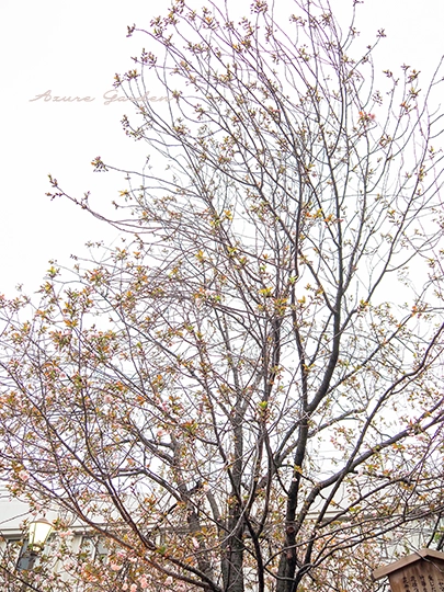 箒桜（ほうきざくら）- Houkizakura 'sakura'