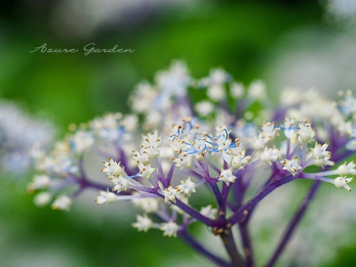 紫色を帯びた花序に小さな花を咲かせるコアジサイ