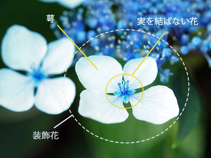 アジサイの装飾花の構造
