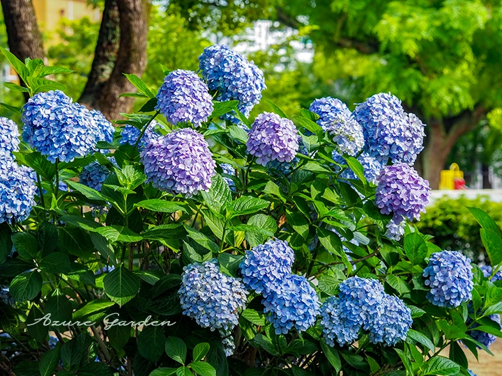 青系のアジサイ