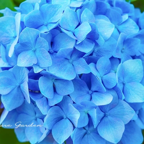 アジサイ（紫陽花）