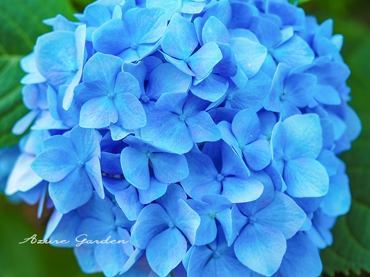 アジサイ（紫陽花）