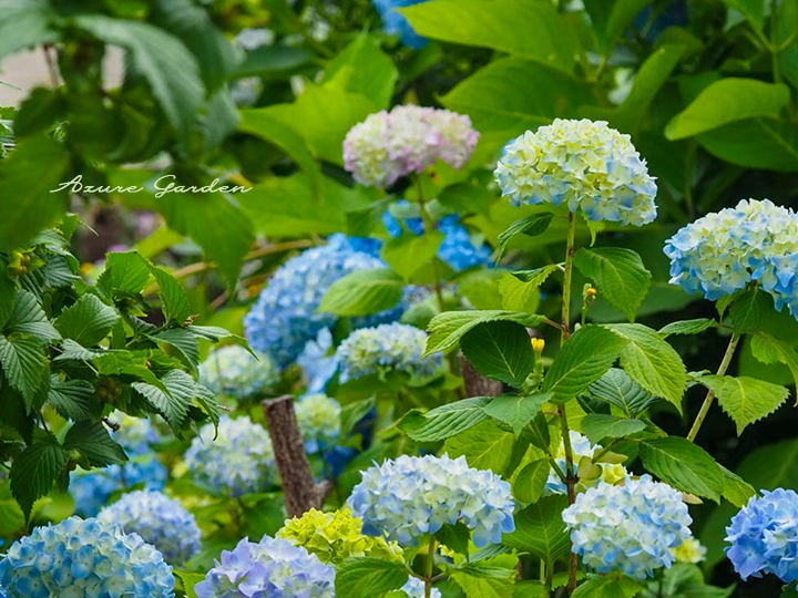 セイヨウアジサイ（西洋紫陽花）