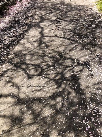 散った花びらと梅の影が残る園内の風景