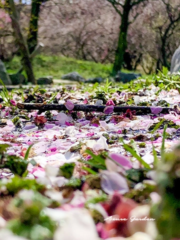 散った梅の花びらと園内に残る花の風景