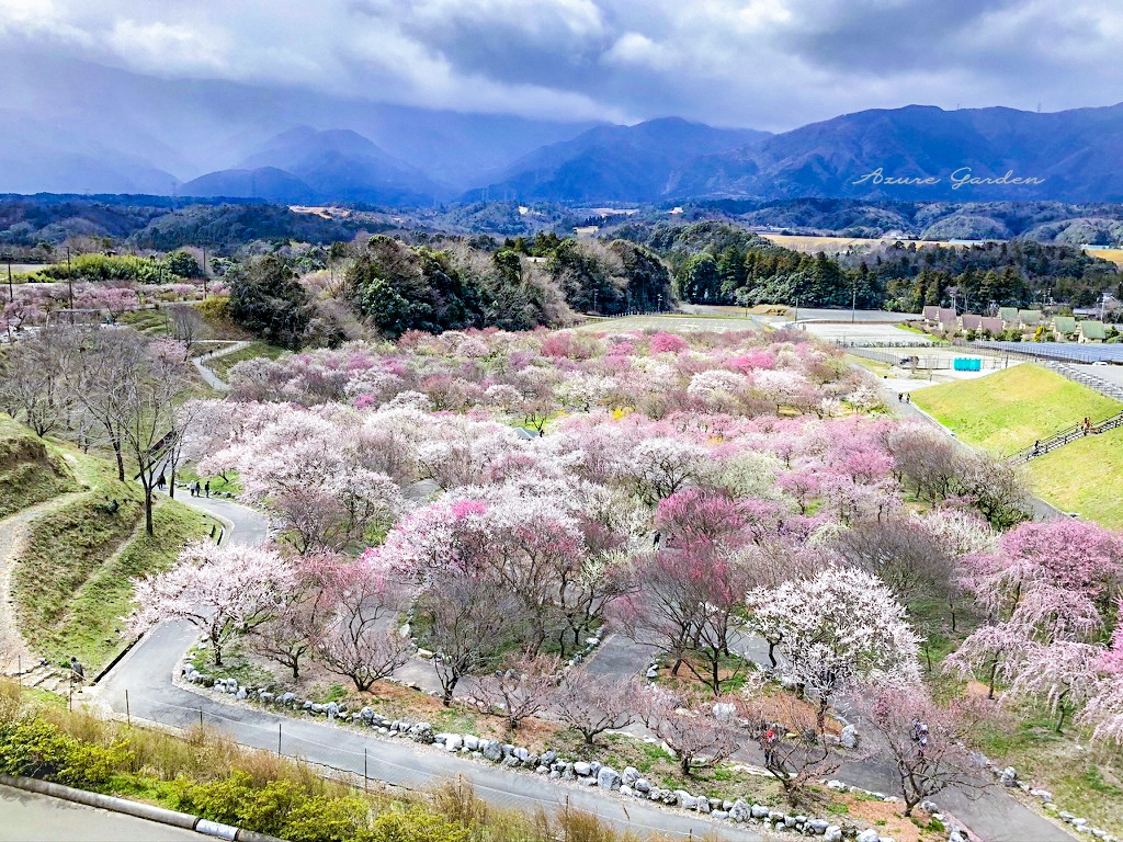 鈴鹿山脈を背景に広がるいなべ梅林の風景