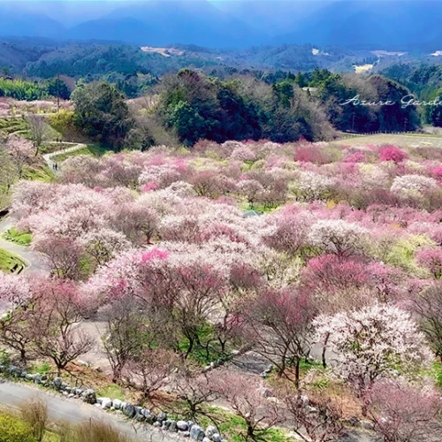 いなべ梅林公園