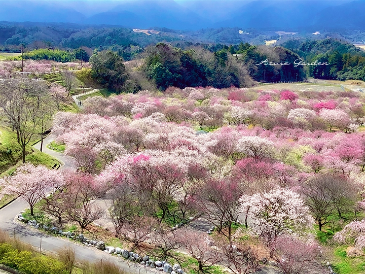 いなべ梅林公園