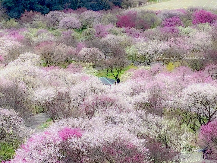 見晴台から眺めたいなべ梅林の風景