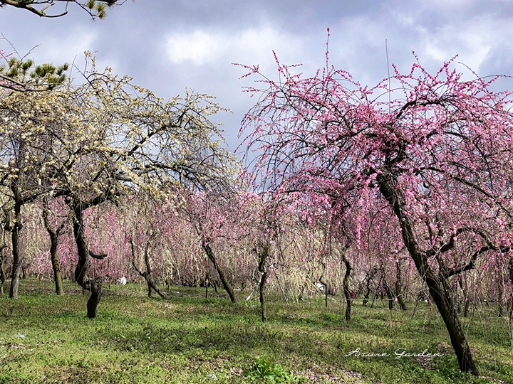 しだれ梅が立ち並ぶ園内の風景