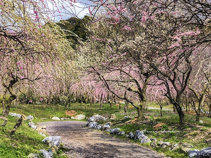 梅の花に囲まれた園内の小径