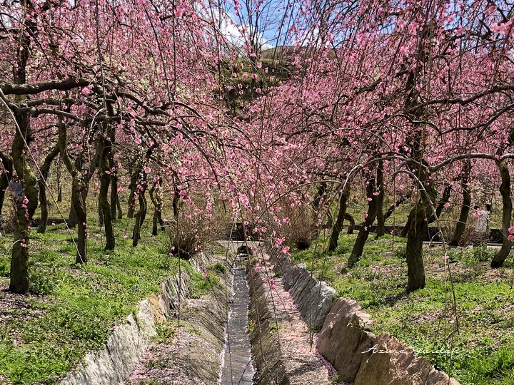 しだれ梅が咲く園内の風景