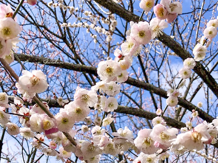いなべ梅林公園で咲き誇る梅