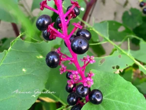 ヨウシュヤマゴボウの実