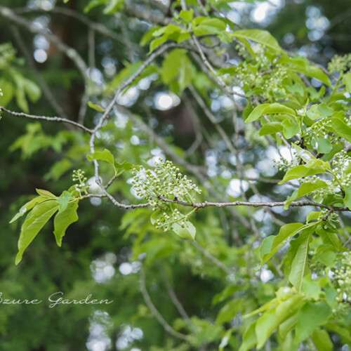 イヌザクラ（犬桜）- 'Inuzakura' sakura