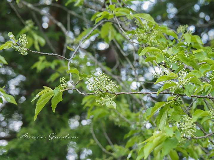 イヌザクラ（犬桜）- 'Inuzakura' sakura