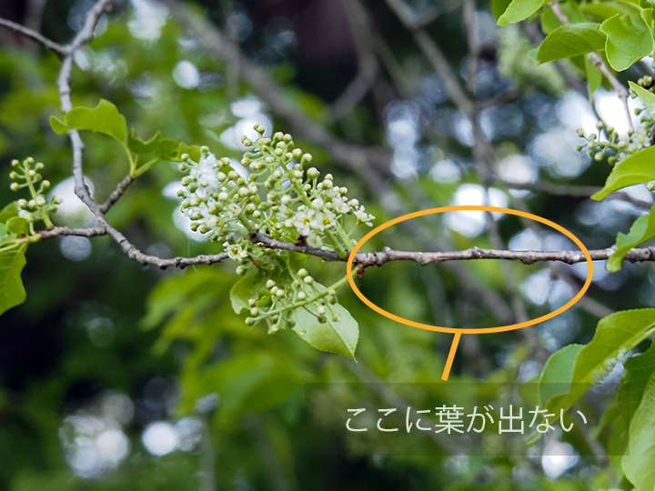 イヌザクラは花が咲いている部分に葉がつかない