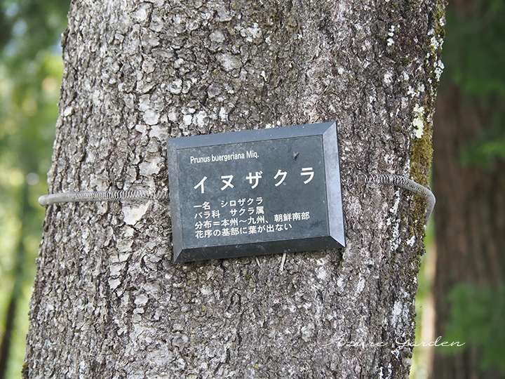 イヌザクラの幹肌