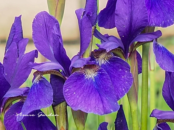 花びらの付け根に網目模様が見られるアヤメの花