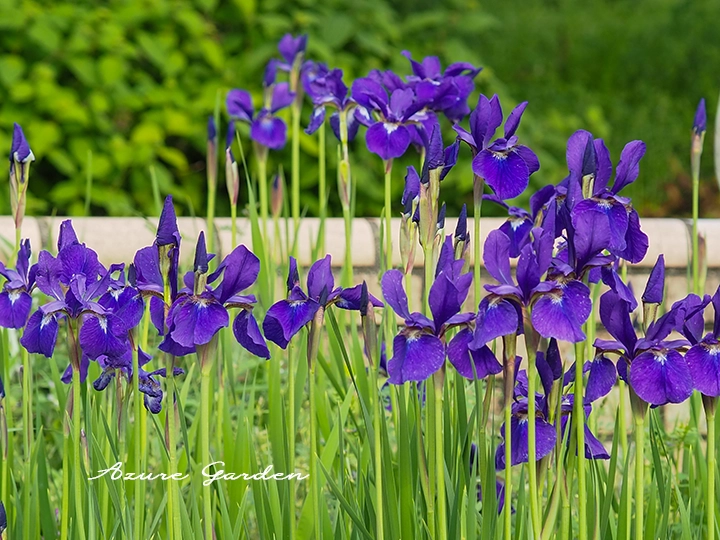 群生して咲くアヤメの花