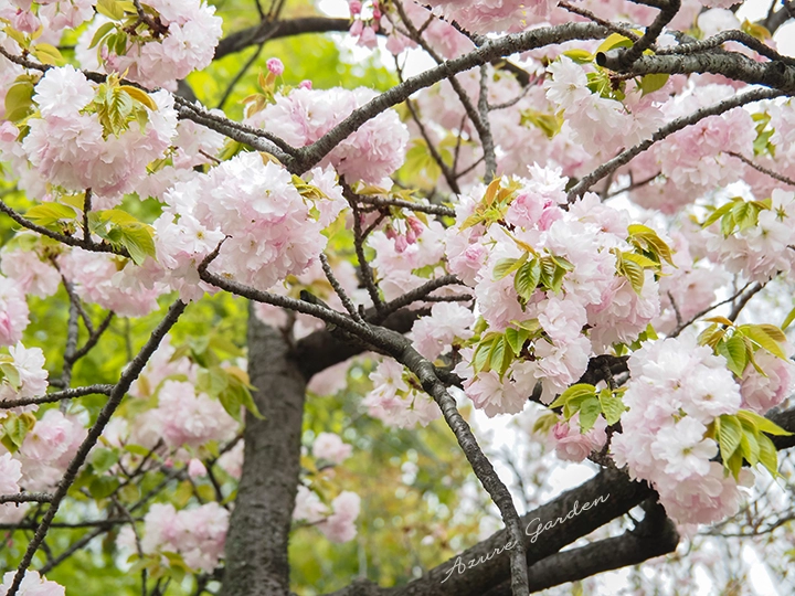 糸括（いとくくり）- Itokukuri 'sakura'