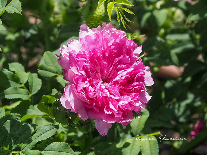 イザヨイバラ（Rosa roxburghii）